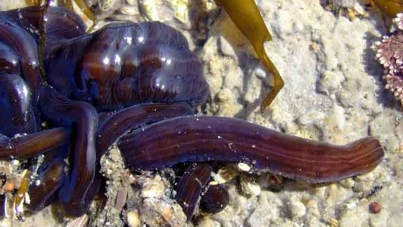 Lineus longissimus – Морской лентовидный червь из рода немертин