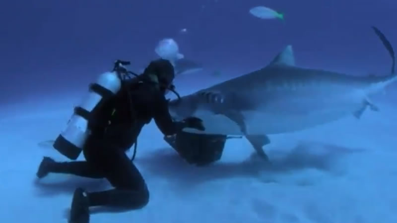 Дрессировщик ввёл чернопёрую акулу в транс, чтобы освободить от рыболовного крючка. Изображение: кадр из видео
