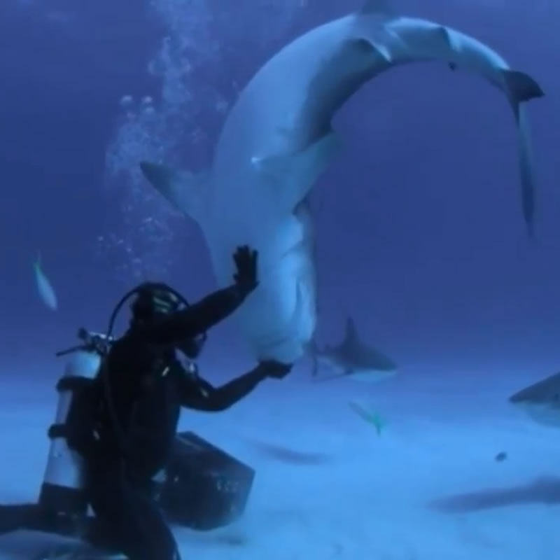 Дрессировщик ввёл чернопёрую акулу в транс, чтобы освободить от рыболовного крючка. Изображение: кадр из видео