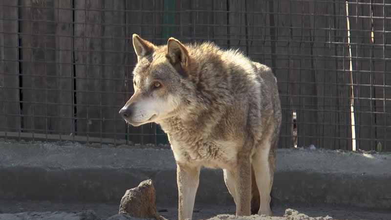 Волк из Одесского зоопарка слушает песню «Мурка». Изображение: кадр из видео