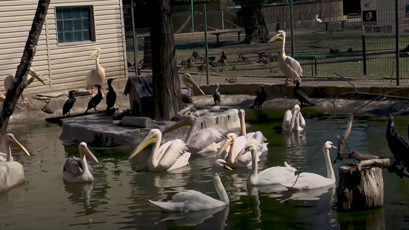 Птицы из Одесского зоопарка слушают танго. Изображение: кадр из видео