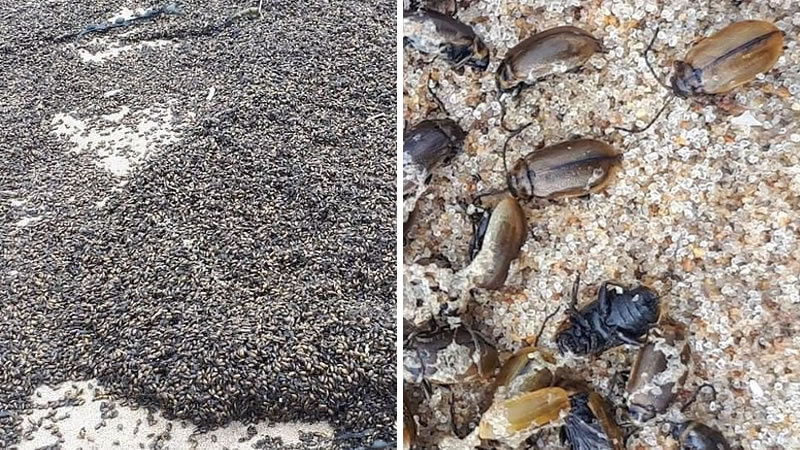 Полчища жуков заполонили пляжи в Великобритании. Фото из соцсетей