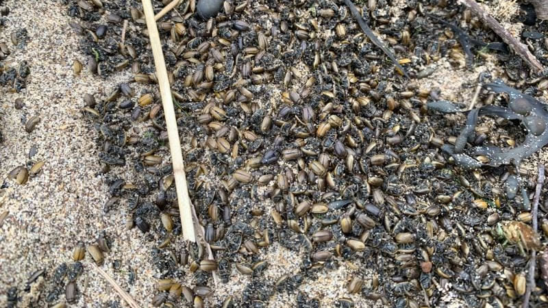 Европейские майские жуки на пляже в Великобритании. Фото: Scarborough & Burniston Coastguard Rescue Team