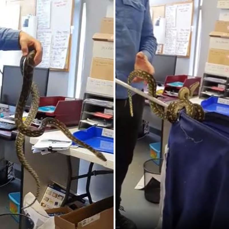 Змеелов поймал забравшегося в офис ромбического питона. Изображение: кадры из видео