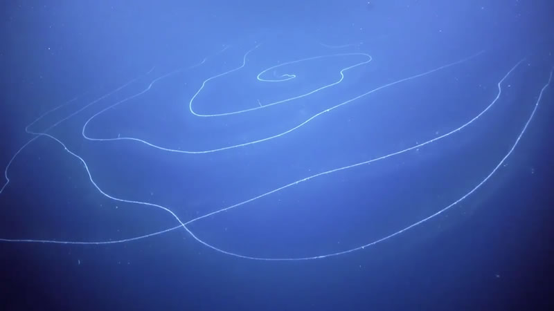 Гигантская сифонофора из глубоководного каньона кораллового рифа Нингалу. Изображение: кадр из видео