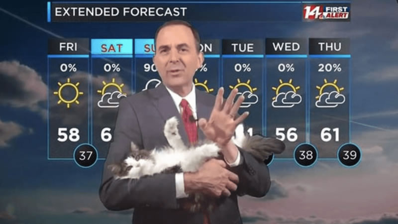 Кошка Бетти на руках у ведущего прогноза погоды. Изображение: кадр из видео