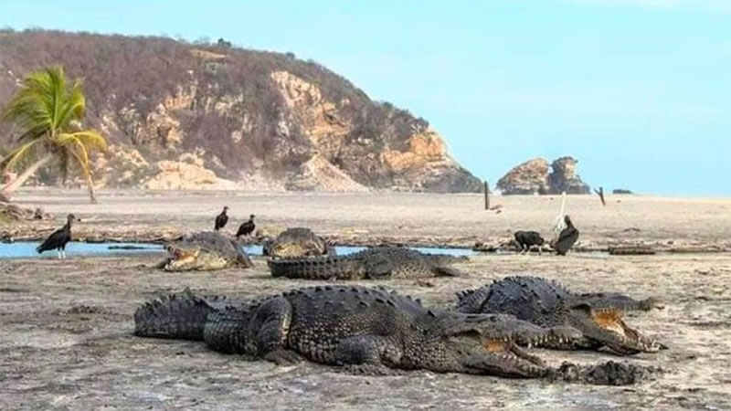 Крокодилы на пляже курорта Ла-Вентанилья в Мексике. Фото: @alex_le_bars