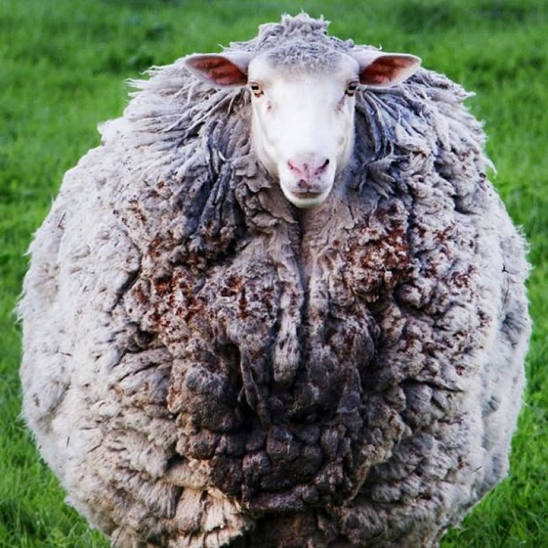 Сбежавшая овца по кличке Приклс обросла огромным количеством шерсти. Фото: Alice Gray