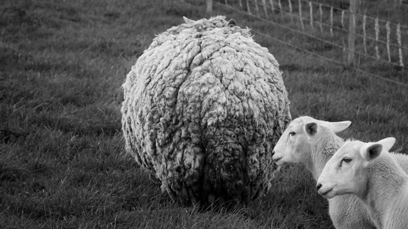 Сбежавшая в 2013 году овца по кличке Приклс стала похожа на огромный шерстяной шар. Фото: Alice Gray