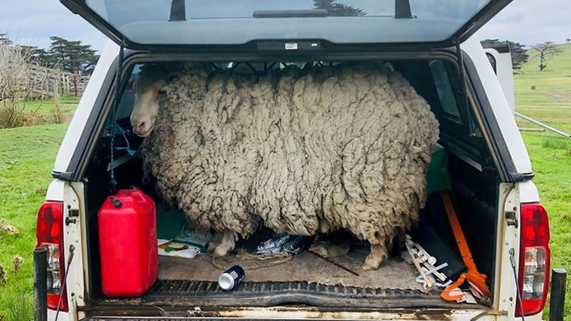 Фермеры из Австралии нашли сбежавшую в 2013 году овцу. Фото: Alice Gray