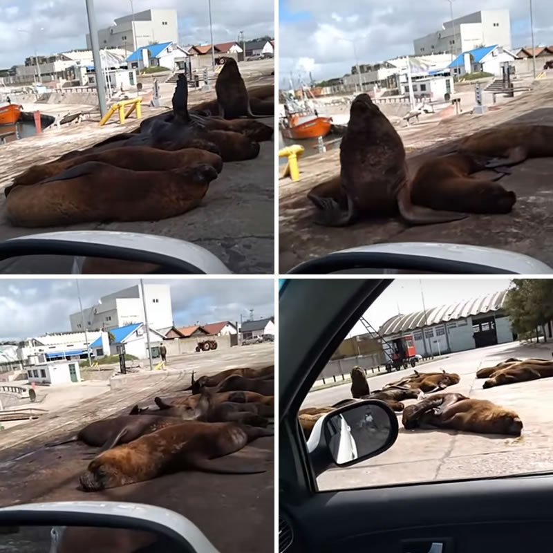 Морские львы отдыхают на аргентинском курорте вместо туристов. Изображение: кадры из видео
