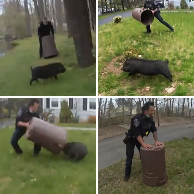 Полиция около часа ловила свинью с помощью мусорного ведра. Изображение: кадр из видео