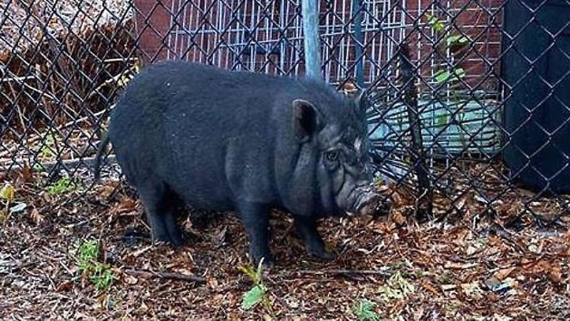 Пойманная свинья в центре контроля и ухода за животными американского города Стэмфорд