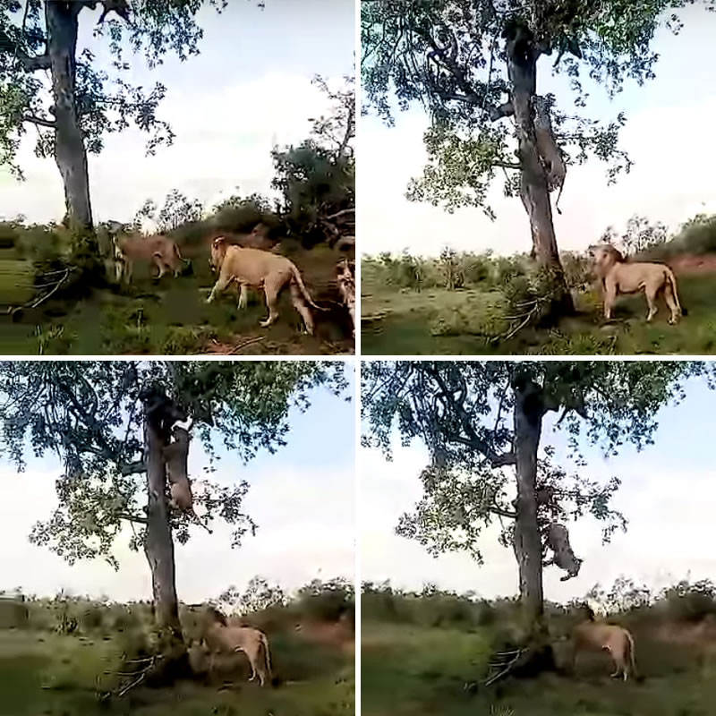Львица попыталась украсть добытого леопардом кабана-бородавочника. Изображение: кадры из видео