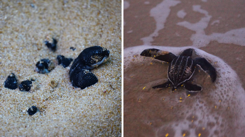 Морские черепахи на пляже курорта на острове Пхукет. Фото: Reuters