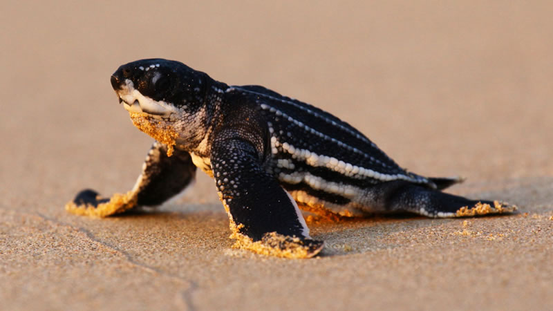 Морская черепаха на побережье острова Пхукет. Фото: Reuters