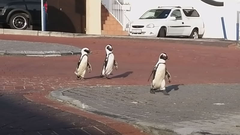Троица пингвинов гуляет по Кейптауну. Изображение: кадр из видео