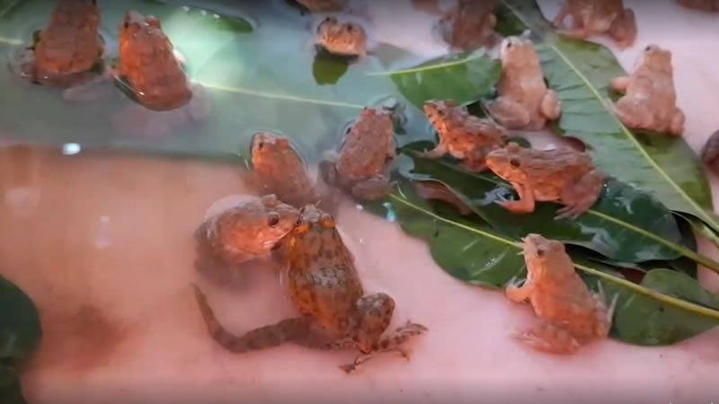 Лягушка с шестью лапами в кругу сородичей. Изображение: кадр из видео