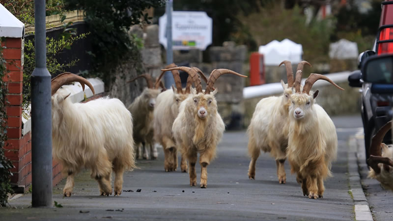 Стадо диких козлов захватило город Лландидно в Уэльсе