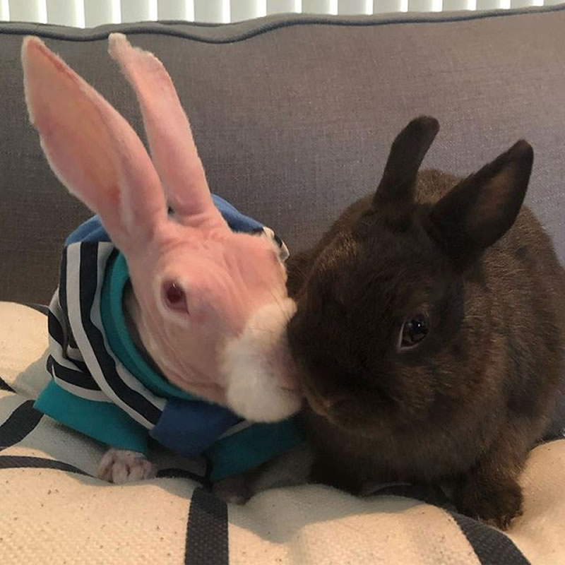 Безволосый кролик Мистер Бигглсворт и его подруга Мисс Корица Бун. Фото: Instagram
