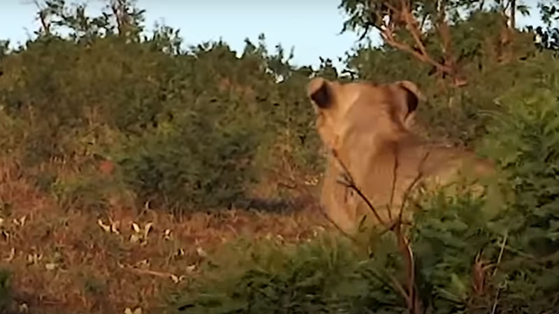Львица в засаде. Изображение: кадр из видео