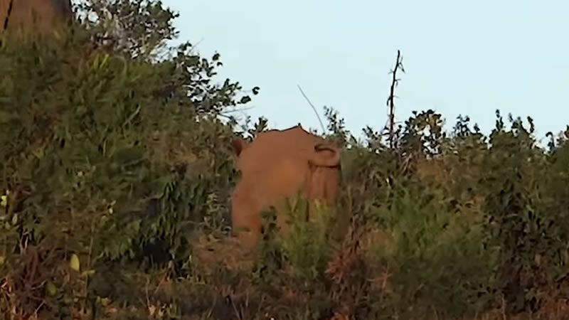 Детёныш носорога остался за спиной родителя. Изображение: кадр из видео