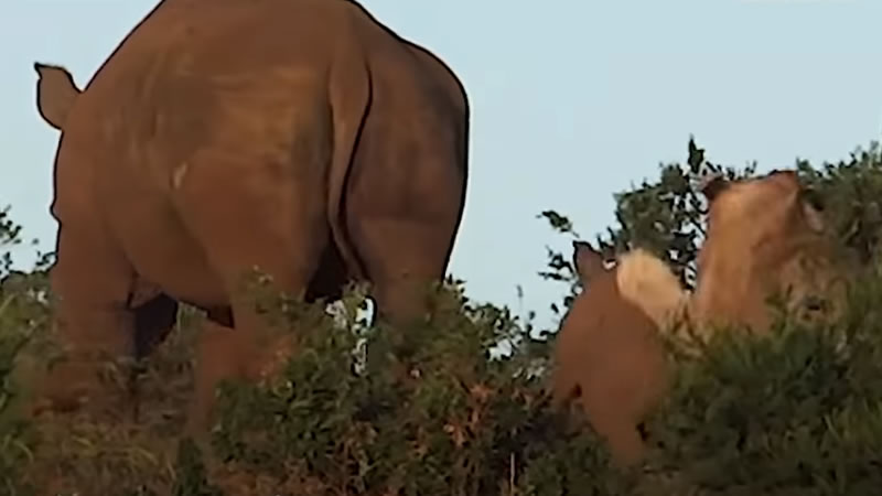 Львица напала на детёныша носорога из засады. Изображение: кадр из видео