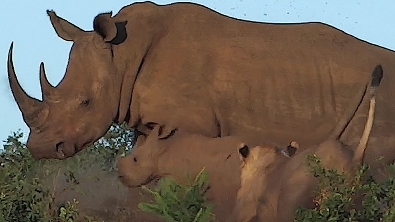 Взрослый носорог обернулся, и львица выпустила его детёныша из когтей. Изображение: кадр из видео