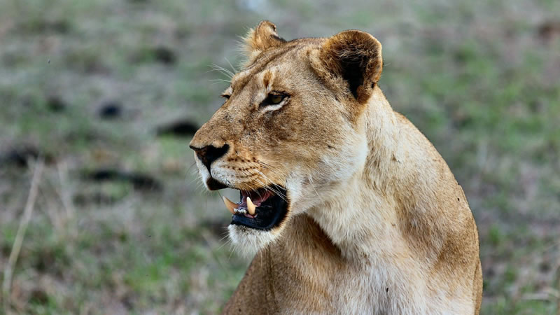 Львица напала на детёныша носорога из засады