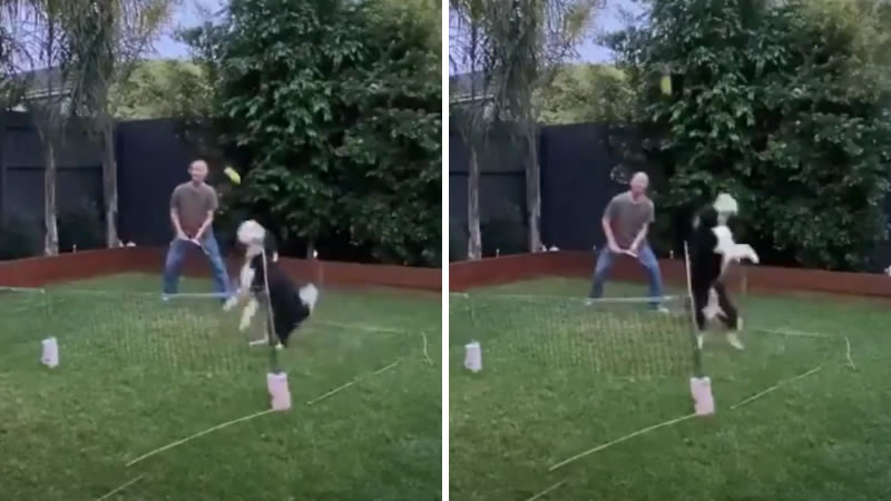 Собака по кличке Инди использует футбольный мяч вместо теннисной ракетки. Изображение: кадр из видео