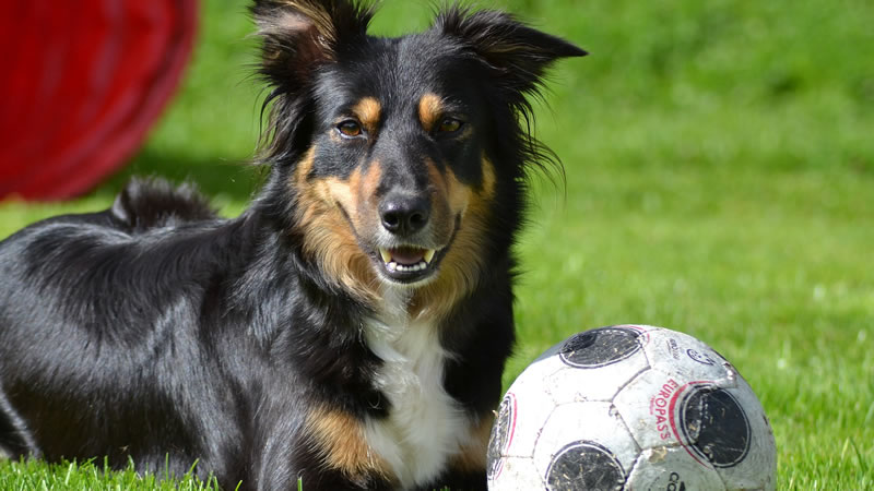 Собака использует футбольный мяч вместо теннисной ракетки