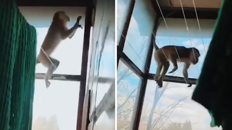 Сбежавшая макака на балконе жителя Калуги. Изображение: кадры из видео