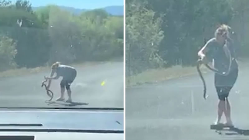 Беременная американка Тони Раух убирает с дороги змею. Изображение: кадры их видео