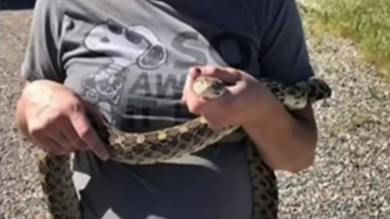 Береговуая гоферовая змея на руках американки Тони Раух