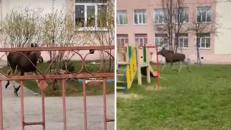 Молодой лось резвится на территории детского сада в Нижнем Новгороде. Изображение: кадры из видео