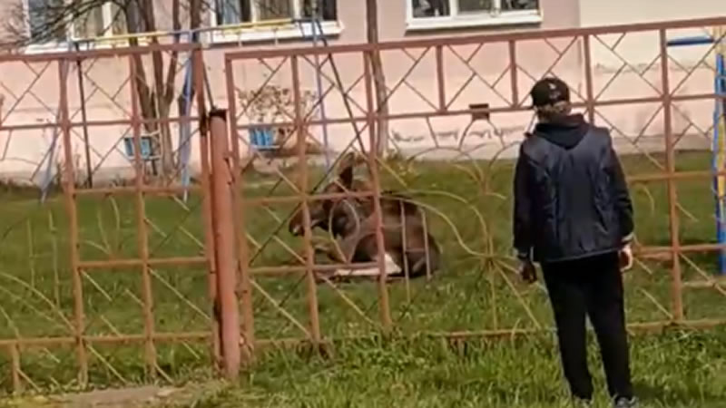 Молодой лось отдыхает на территории детского сада в Нижнем Новгороде. Изображение: кадр из видео