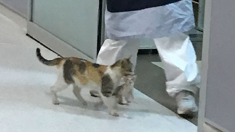 Кошка принесла котёнка в отделение неотложной помощи в Стамбуле