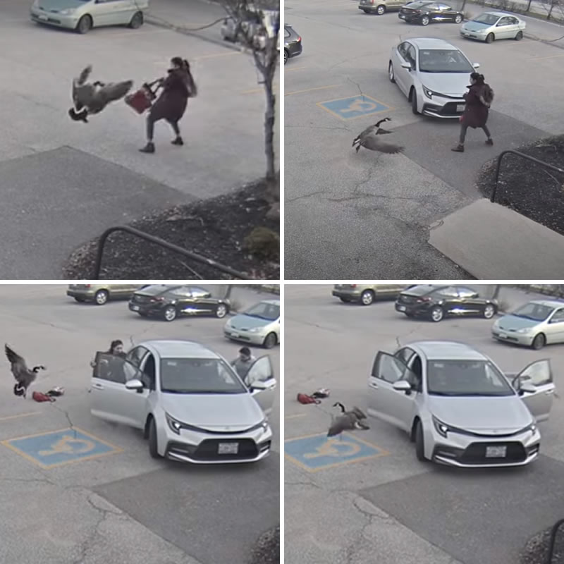 Агрессивная гусыня напала на девушку. Изображение: кадры из видео