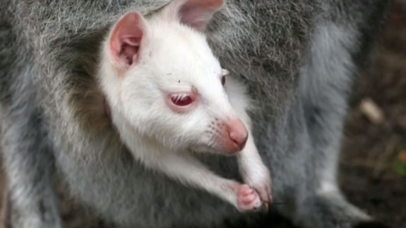 Кенгурёнок-альбинос родился в зоопарке города Шахты. Изображение: кадр из видео