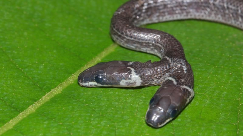 Редкая двухголовая змея. Фото: India Photo Agency / Jam Press