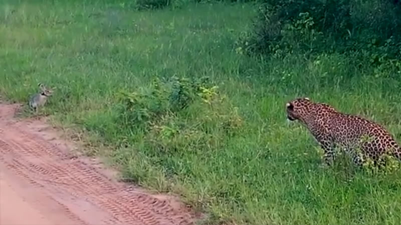 Леопард охотится на зайца. Изображение: кадр из видео