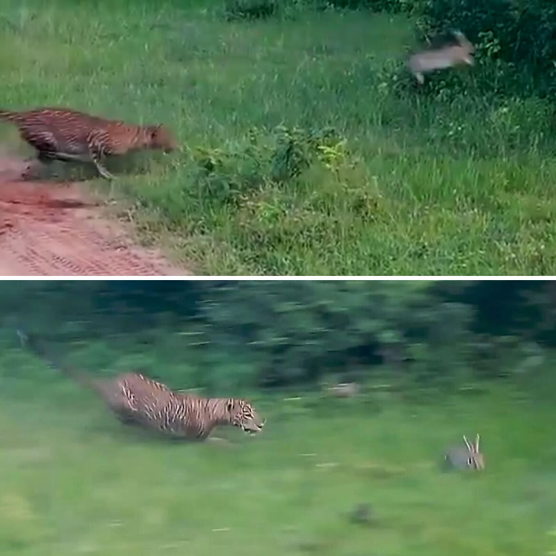 Леопард охотится на зайца. Изображение: кадры из видео