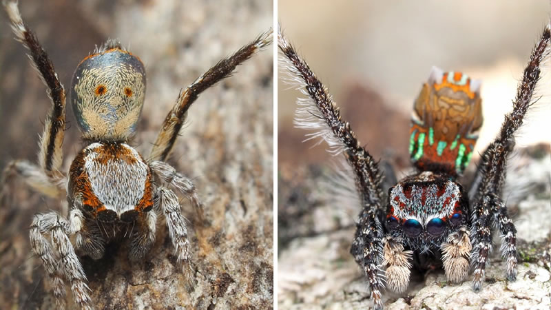 Открытые в Австралии пауки-павлины