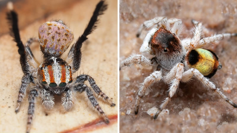 Открытые в Австралии пауки-павлины. Фото: Twitter