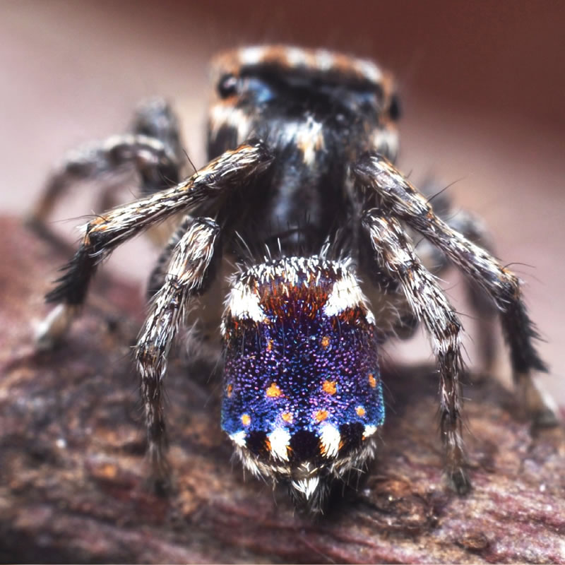 Открытый в Австралии паук-павлин
