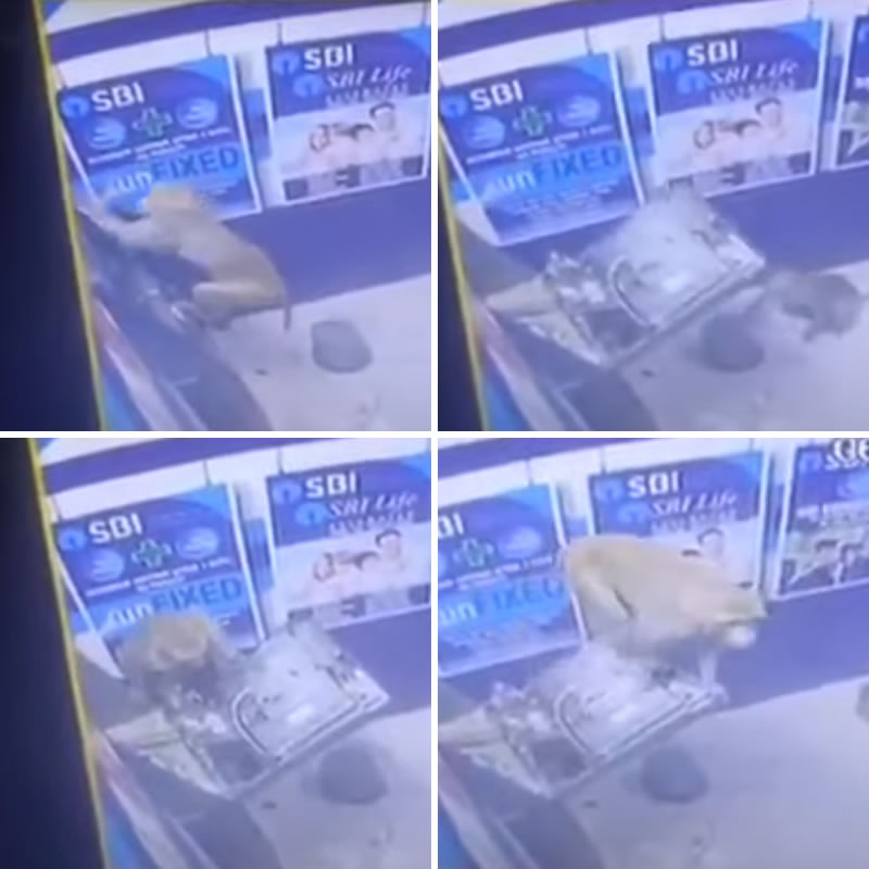 Мартышка взломала банкомат в Нью-Дели. Изображение: кадры из видео