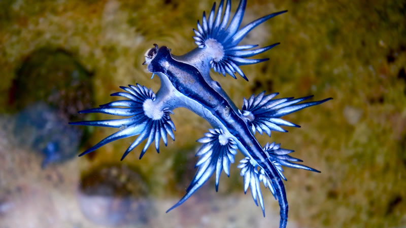 Glaucus atlanticus, или голубой дракон
