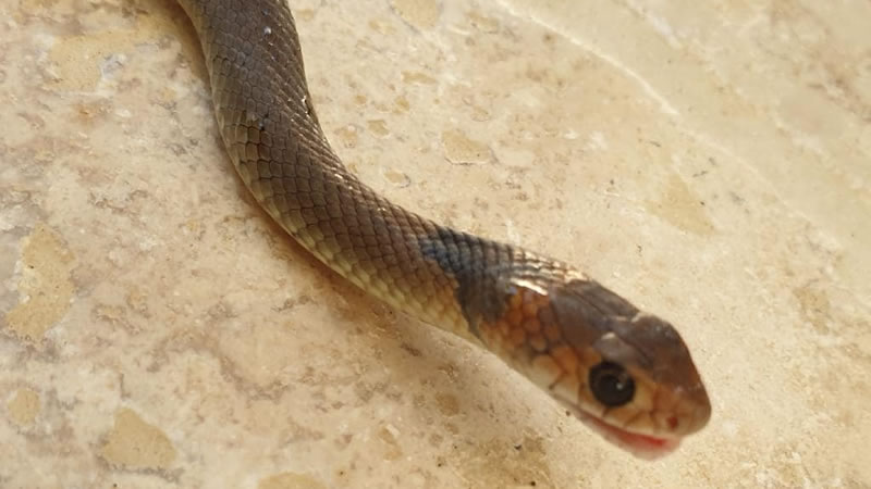 Сетчатая коричневая змея. Фото: Steven Brown