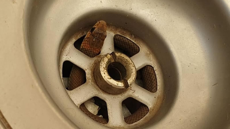 Сетчатая коричневая змея в сливном отверстии кухонной раковины. Фото: Steven Brown