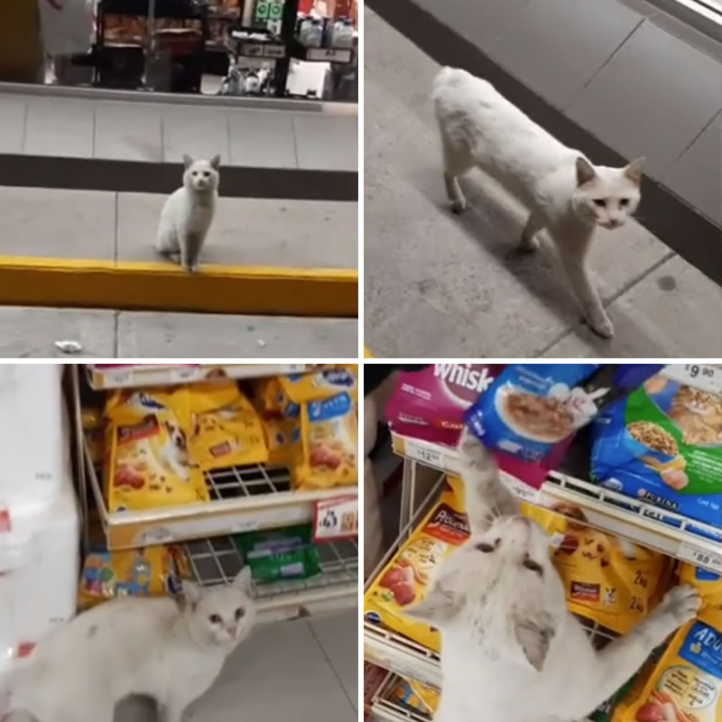 Бездомный кот попросил мексиканку купить ему еду. Изображение: кадры из видео
